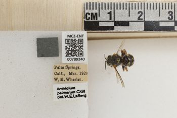 Media type: image;   Entomology 789240 Aspect: Labels